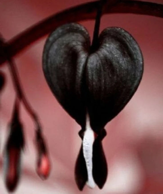 Black Heart Flower seeds for Planting - Cut Flower Favorite, Heirloom & GMO Free Seeds for Home Garden