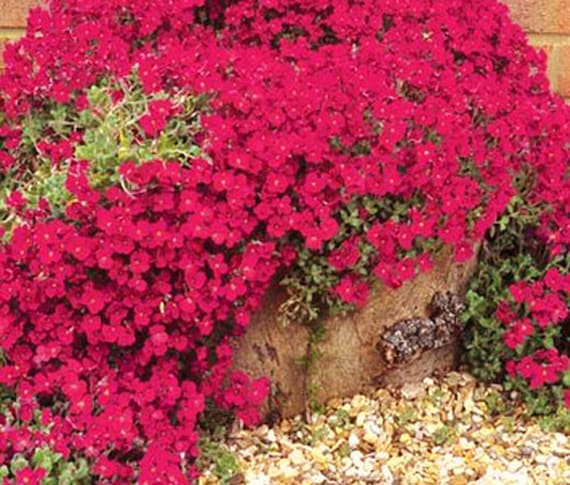 Aubrieta Berro Flower seeds for Planting - Shade Tolerant, Heirloom & GMO Free Seeds for Home Garden