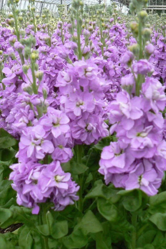 Purple Matthiola Incana Seeds Flower seeds for Planting Easy to Grow Heirloom & GMO Free Seeds for Home Garden