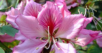 Light Pink Bauhinia Flower Seeds for Planting Garden Favorite Heirloom & GMO Free Seeds for Home Garden
 
 Sale
