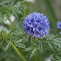 Gilia Capitata Flower seeds for Planting Wildflower Mix Heirloom & GMO Free Seeds for Home Garden 
 
 Sale