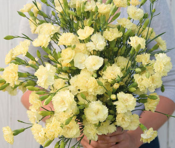 Light Yellow Dianthus Caryophyllus Flower Seeds for Planting Bright Blooms Heirloom & GMO Free Seeds for Home Garden
 
 Sale