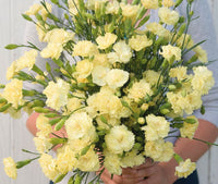 Light Yellow Dianthus Caryophyllus Flower Seeds for Planting Bright Blooms Heirloom & GMO Free Seeds for Home Garden
 
 Sale