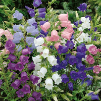 Bells Mix Flower Planting Seeds for Colorful Gardens