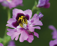 Mixed Butterfly Orchid Flower seeds for Planting - Long Bloom Season, Heirloom & GMO Free Seeds for Home Garden