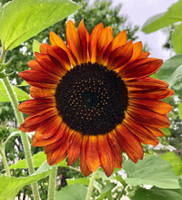Orange Sunflower Seeds for Planting