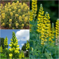 Carolina Lupine Lupinus spp Flower Seeds for Planting in Flower Bed