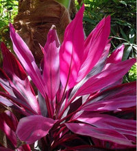 Cordyline Flower seeds for Planting - Easy to Grow, Heirloom & GMO Free Seeds for Home Garden