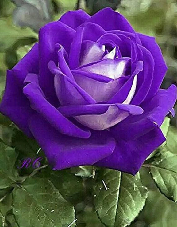 Purple Rose Flower seeds for Planting - Low Maintenance, Heirloom & GMO Free Seeds for Home Garden
