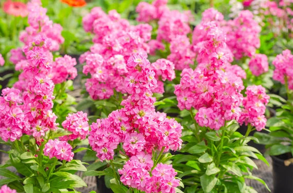 Pink Matthiola Incana Flower Seeds Flower seeds for Planting Shade Tolerant Heirloom & GMO Free Seeds for Home Garden