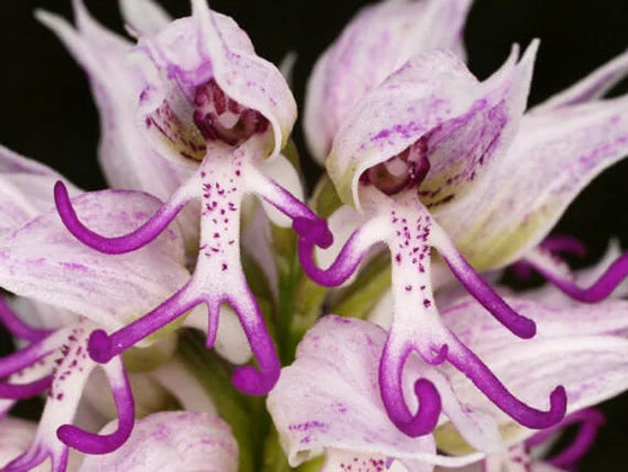 Naked Man Orchid Seeds for Planting - Unique Flowering Plant Seeds
