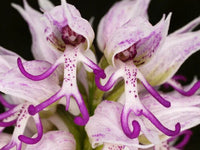 Orchid Man Flower Planting Seeds - Enhance Your Garden with Vibrant Orchid Blooms