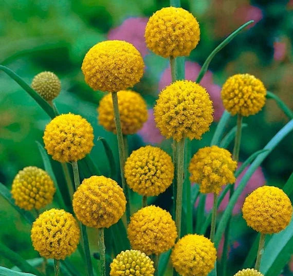 Craspedia Flower seeds for Planting Low Maintenance Heirloom & GMO Free Seeds for Home Garden 
 
 Sale