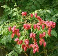 Red Koelreuteria Flower seeds for Planting - Hardy Variety, Heirloom & GMO Free Seeds for Home Garden