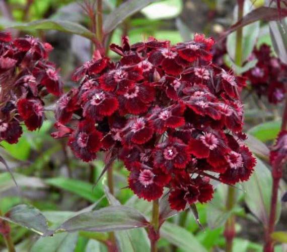 Maroon Dianthus Flower seeds for Planting - Seasonal Bloomer, Heirloom & GMO Free Seeds for Home Garden