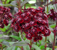 Maroon Dianthus Flower seeds for Planting - Seasonal Bloomer, Heirloom & GMO Free Seeds for Home Garden