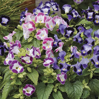 Mixed Torenia Flower seeds for Planting - Fragrant Blossoms, Heirloom & GMO Free Seeds for Home Garden