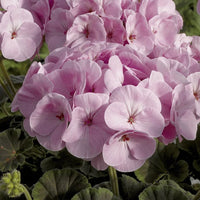 Light Pink Geranium Flores Flower Seeds for Planting Easy to Grow Heirloom & GMO Free Seeds for Home Garden
 
 Sale