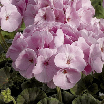 Light Pink Geranium Flores Flower Seeds for Planting Easy to Grow Heirloom & GMO Free Seeds for Home Garden
 
 Sale