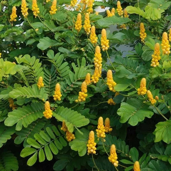 Yellow Cassia Candlestick Flower seeds for Planting - Cottage Garden Essential, Heirloom & GMO Free Seeds for Home Garden
