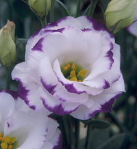 Blue and White Eustoma Flower Seeds for Planting
