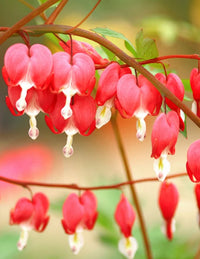Bleeding Heart or Dicentra spectabilis Flower seeds for Planting - Perfect for Borders, Heirloom & GMO Free Seeds for Home Garden