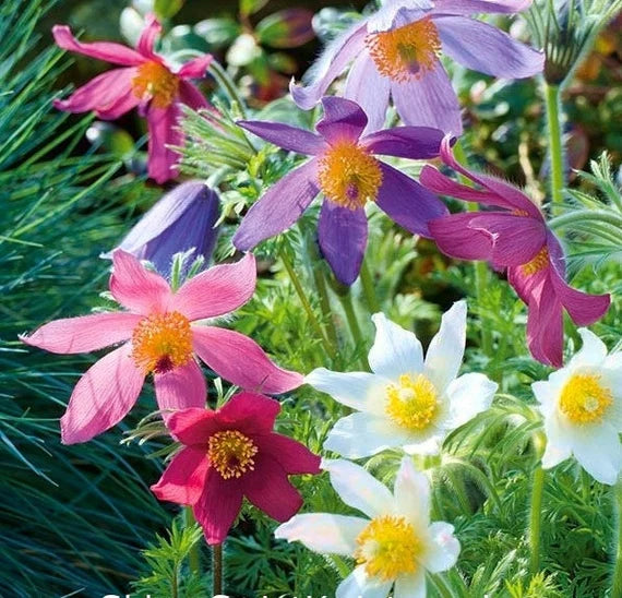 Mix Pulsatilla Pasque Flower seeds for Planting - Fragrant Blossoms, Heirloom & GMO Free Seeds for Home Garden