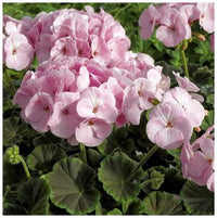 Light Violet Geranium Flower Seeds for Planting Perfect for Borders Heirloom & GMO Free Seeds for Home Garden
 
 Sale