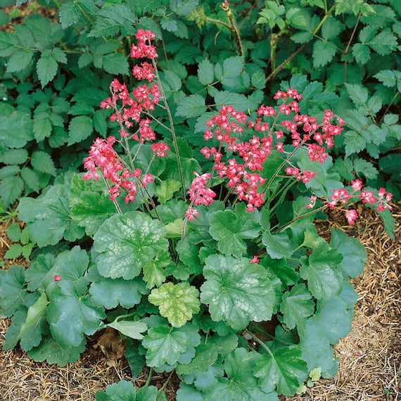 Dark Green Heuchera Seeds Flower seeds for Planting Colorful Display Heirloom & GMO Free Seeds for Home Garden
