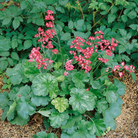 Dark Green Heuchera Seeds Flower seeds for Planting Colorful Display Heirloom & GMO Free Seeds for Home Garden