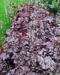 Purple Coral Bell Flower seeds for Planting - Seasonal Bloomer, Heirloom & GMO Free Seeds for Home Garden