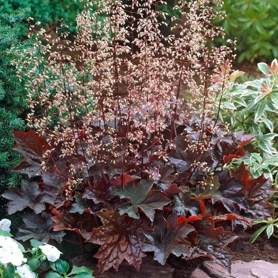 Purple Coral Bell Flower seeds for Planting - Seasonal Bloomer, Heirloom & GMO Free Seeds for Home Garden
 
 Sale seeds for planting in home garden