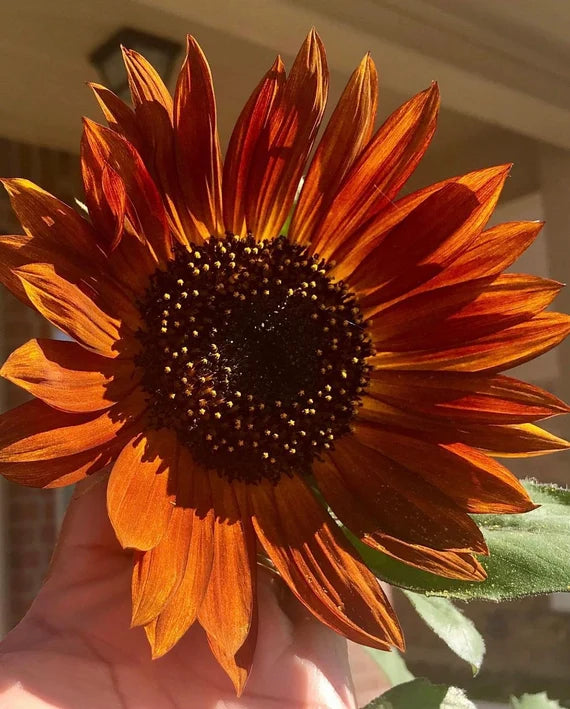 Orange Sunflower Seeds for Planting