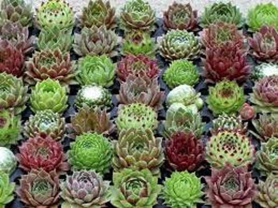 Mixed Sempervivum Hybridum Flower seeds for Planting - Garden Favorite, Heirloom & GMO Free Seeds for Home Garden