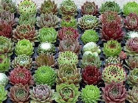 Mixed Sempervivum Hybridum Flower seeds for Planting - Garden Favorite, Heirloom & GMO Free Seeds for Home Garden