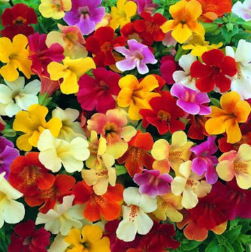 Mimulus Pictus Flower seeds for Planting Wildflower Mix Heirloom & GMO Free Seeds for Home Garden 
 
 Sale