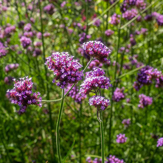 Vervain Flower seeds for Planting - Drought Tolerant, Heirloom & GMO Free Seeds for Home Garden