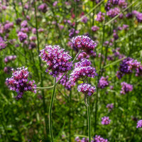Vervain Flower seeds for Planting - Drought Tolerant, Heirloom & GMO Free Seeds for Home Garden