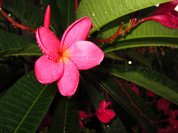 Dark Pink Frangipani Flower seeds for Planting - Cottage Garden Essential, Heirloom & GMO Free Seeds for Home Garden