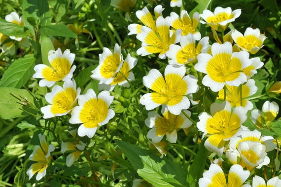 Limnanthes Flower seeds for Planting Long Bloom Season Heirloom & GMO Free Seeds for Home Garden