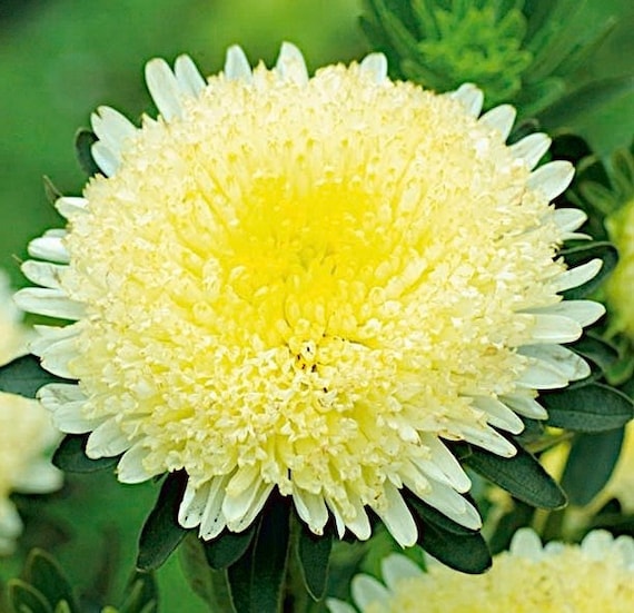 Yellow Chinese Aster Flower Seeds for Bright Yellow Blooms