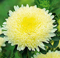Yellow Chinese Aster Flower Seeds for Bright Yellow Blooms