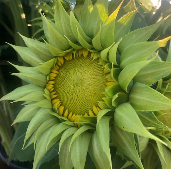 Sea Green Sunflower Perennial Flower Seeds for Planting Colorful Display Heirloom & GMO Free Seeds for Home Garden
 
 Sale