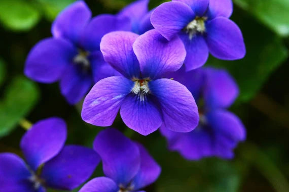 Saintpaulia Flower seeds for Planting - Shade Tolerant, Heirloom & GMO Free Seeds for Home Garden