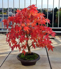 Red Bonsai Flower Seeds for Planting