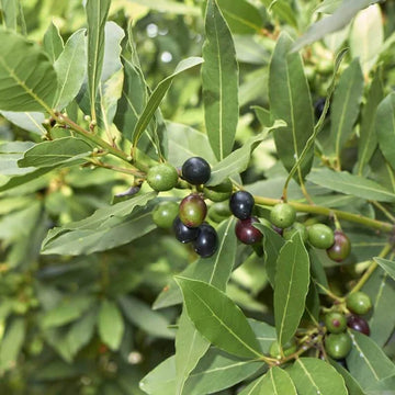 Laurus Nobilis Seeds for Planting  Green Bay Laurel Plant
