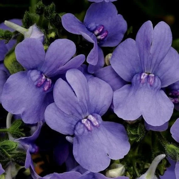Blue Nemesia Flower seeds for Planting Pollinator Friendly Heirloom & GMO Free Seeds for Home Garden 
 
 Sale