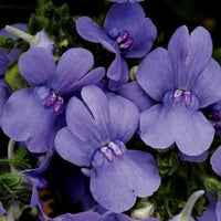 Blue Nemesia Flower seeds for Planting Pollinator Friendly Heirloom & GMO Free Seeds for Home Garden 
 
 Sale