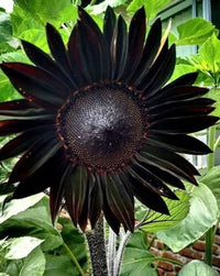 Black Giant Sunflower Seeds for Garden Planting