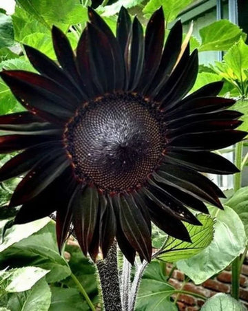 Black Giant Sunflower Seeds for Garden Planting